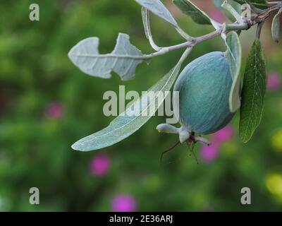 Makro von Ananas Guava Baum mit Früchten Stockfoto