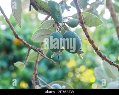 Makro von Ananas Guava Baum mit Früchten Stockfoto