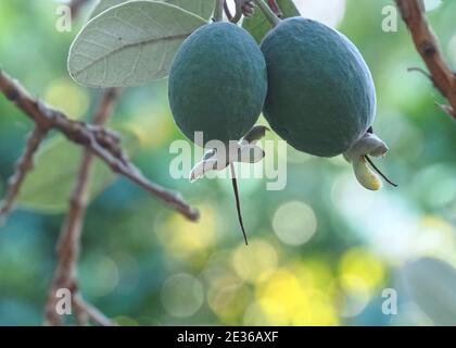 Makro von Ananas Guava Baum mit Früchten Stockfoto