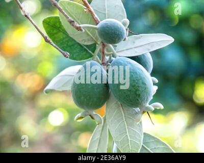 Makro von Ananas Guava Baum mit Früchten Stockfoto