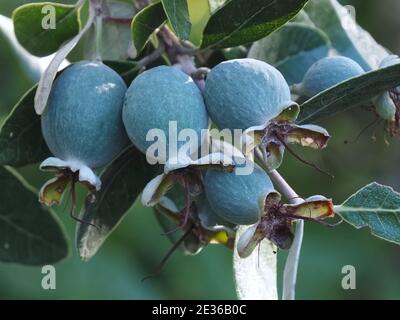 Makro von Ananas Guava Baum mit Früchten Stockfoto