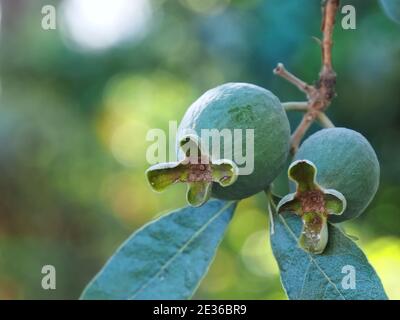 Makro von Ananas Guava Baum mit Früchten Stockfoto