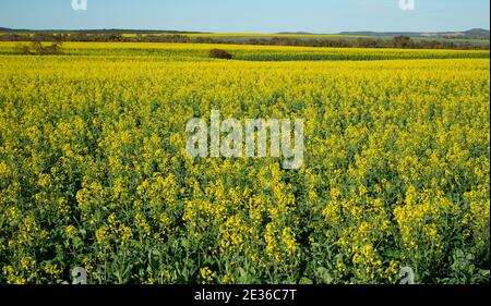 Feld der Canola Pflanzen im Frühjahr in Western Australia Stockfoto
