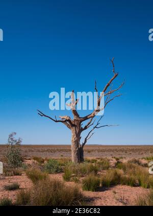 Tote Baumstämme am Rande des ausgetrockneten Menindee Lake im Outback West New South Wales. Die Seen sind trocken bis zur Trockenheit. Minindee, New South Wa Stockfoto