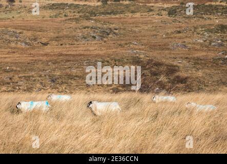 Healy Pass, Cork, Irland. Januar 2021. Schafe machen sich langsam den Weg durch das lange Gras auf dem Healy Pass in West Cork, Irland. - Credit; David Creedon / Alamy Live News Stockfoto