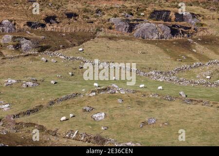 Healy Pass, Cork, Irland. Januar 2021. Schafe weiden auf einer Bergseite in West Cork, Irland. - Credit; David Creedon / Alamy Live News Stockfoto