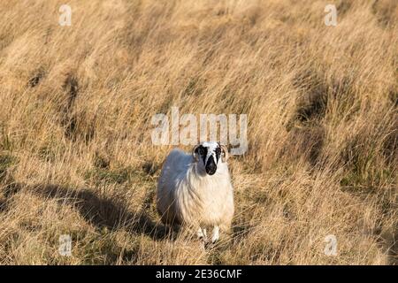 Healy Pass, Cork, Irland. Januar 2021. Ein einsame Schafe wandert durch den Healy Pass in West Cork, Irland.- Credit; David Creedon / Alamy Live News Stockfoto