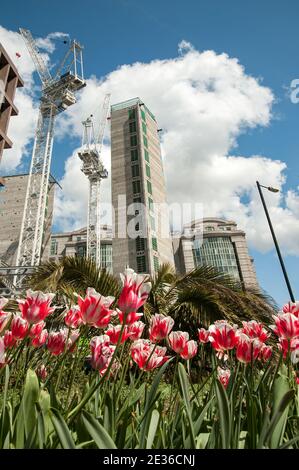 LONDON, UK - 03. MAI 2009: Tulpen vor der Baustelle in der City of London Stockfoto