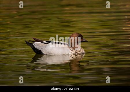 Australian Wood Duck, Chenonetta jubata, Männchen auch bekannt als Mähne Ente oder Mähne Gans in einem Feuchtgebiet in der Nähe von Dubbo, New South Wales, Australien. Stockfoto