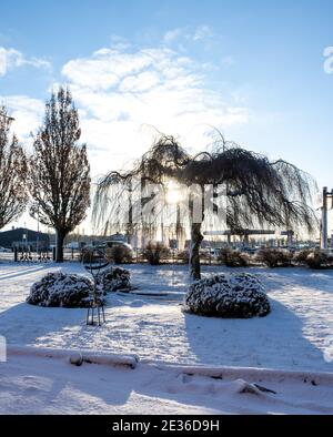 14. Januar 2021 - Eslov, Schweden: Dieses Jahr hat mehr Schnee gebracht als sonst. Ein Winterbild eines Baumes in einem verschneiten Garten Stockfoto