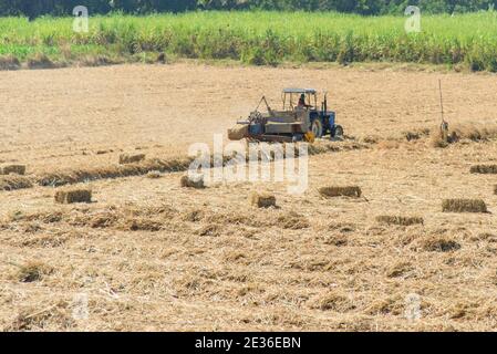 Zuckerrohrblatt komprimieren von Traktor in altem Zuckerrohrfeld Stockfoto