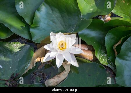 Schöne Seerose in Blüte, Wasserpflanzen Blüten, grüne Blätter Hintergrund, Blütenkopf aus der Nähe (Nymphea alba) Stockfoto