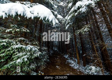 Ein kleiner schmaler Pfad zwischen immergrünen Bäumen mit Weiß bedeckt Schnee in einem schneebedeckten dichten Wald führt hinauf zum Karpaten Stockfoto