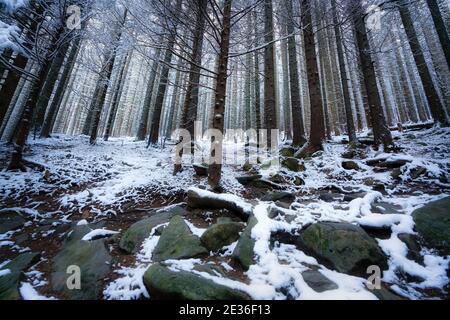 Hohe dichte alte Fichten wachsen an einem schneebedeckten Hang in den Bergen an einem bewölkten Winter-Nebeltag. Das Konzept der Schönheit des Winterwaldes und der pr Stockfoto