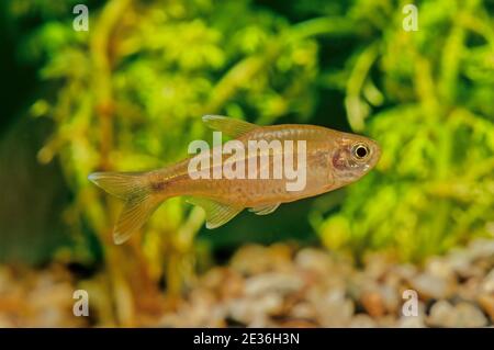 Silvertip tetra (Hasemania nana) ist eine Art von characiden Süßwasserfischen, die in Bächen und Bächen im São Francisco Becken in Brasilien heimisch ist, aber Freq Stockfoto