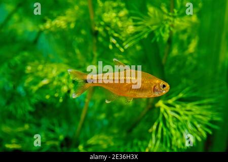 Silvertip tetra (Hasemania nana) ist eine Art von characiden Süßwasserfischen, die in Bächen und Bächen im São Francisco Becken in Brasilien heimisch ist, aber Freq Stockfoto