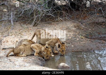 Drei Löwen Cubs, trinken aus einem Pool. Kruger Park, Südafrika Stockfoto