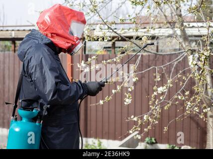 Der Mensch sprüht Pestizide auf blühende Bäume im Hinterhof Stockfoto