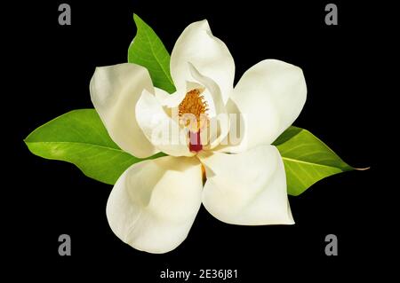 Weiße Magnolienblüte - Magnolia grandiflora - isoliert Schwarzer Hintergrund Stockfoto