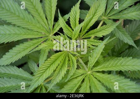 Nahaufnahme der grünen gefiederten Blätter eines Marihuanas Oder Cannabispflanze Stockfoto