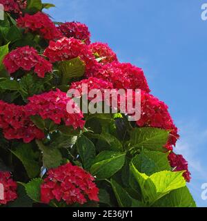 Rote Blüten der Hortensien ( Hortensia macrophylla ) Im Garten am sonnigen Sommertag Stockfoto