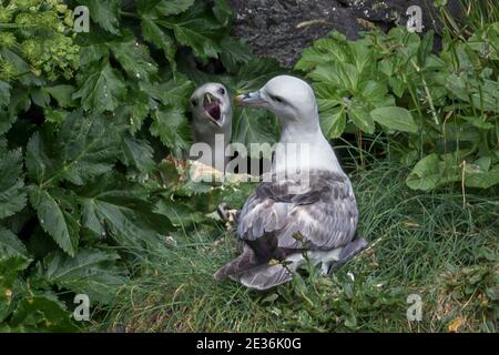 Begrüßung für Erwachsene, Klippenwand, nördlicher Fulmar, Fulmarus glacialis, Fulmar, auch Arktischer Fulmar genannt, Gjogv-Dorf, Eysturoy-Insel, Färöer-Inseln Stockfoto