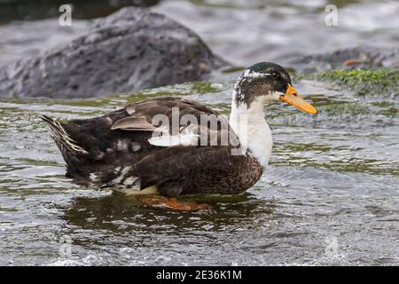 Männlicher, leukistischer Mallard, Anas platyrhychos, Dorf Gjogv, Insel Eysturoy, Färöer-Inseln Stockfoto