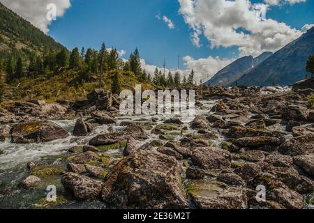 Ein turbulenter Fluss zwischen den Steinen und ein Wald im Altai-Gebirge. Stockfoto