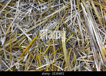 Heustruktur. Heuballen werden in großen Stapeln gestapelt. Ernte in der Landwirtschaft. Stockfoto