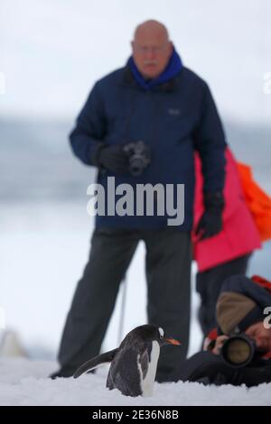 Vertikales Foto von Antarktis-Touristen an Land auf Danco Island, - mit Gentoo Penguin - Antarktis-Halbinsel 16. Dezember 2015 Stockfoto