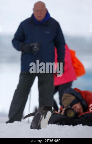 Vertikales Foto von Antarktis-Touristen an Land auf Danco Island, - mit Gentoo Penguin - Antarktis-Halbinsel 16. Dezember 2015 Stockfoto