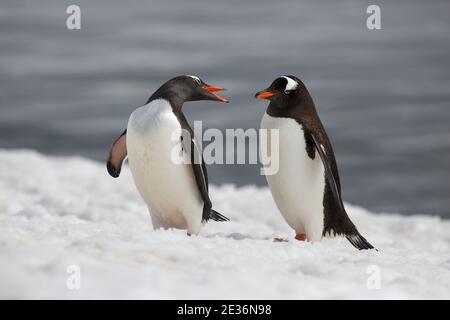 Gentoo Pinguine (Pygoscelis papua), Wandern auf Schnee, Danco Coast, Graham Land, Antarktis 15. Dez 2015 Stockfoto