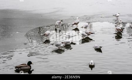 Schwarzkopfmöwen am Teich im Winter Stockfoto