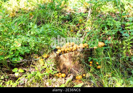 Wilde gelbe kleine Pilze wachsen auf einem alten Baumstumpf Im Wald Stockfoto