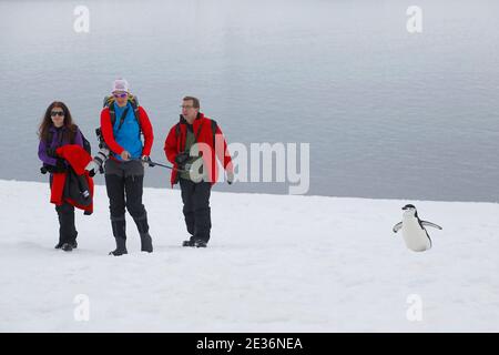 Antarktische Touristen an Land auf Half Moon Island, - mit Chinstrap Penguin - South Sandwich Group, nahe der Antarktischen Halbinsel 14. Dec 2015 Stockfoto