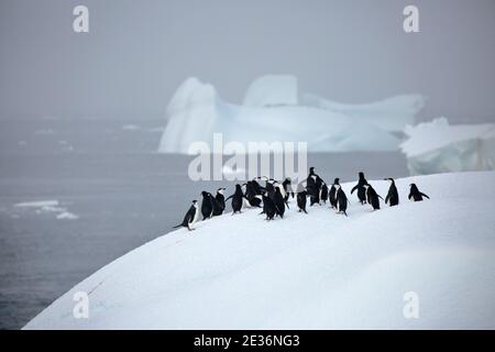 Kinnriemen-Pinguine (Pygoscelis antarcticus), Gruppe auf einem Eisberg, Bransfield Strait, nahe der Antarktischen Halbinsel, 14. Dezember 2015 Stockfoto