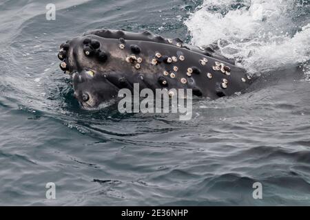 Buckelwal (Megaptera novaeangliae), mit Nabeln sichtbar auf dem Kopf, Drake Passage, Südatlantik 16. Dezember 2015 Stockfoto