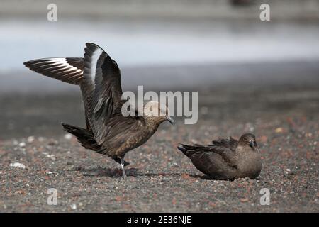 Subantarktische (braune) Skua (Catharacta (antarktis) lonnbergi), Whalers Bay, Deception Island, South Shetlands 14th Dec 2015 Stockfoto