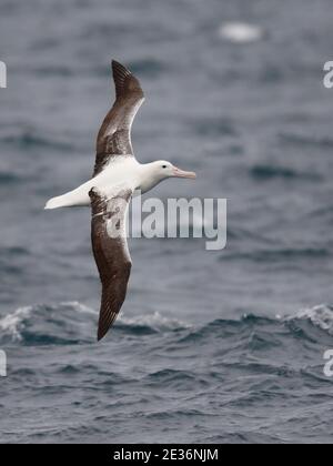 Südlicher Royal Albatross (Diomedea epomophora), im Flug, Rückenansicht, Drake Passage, nahe der Antarktischen Halbinsel, 18. Dezember 2015 Stockfoto