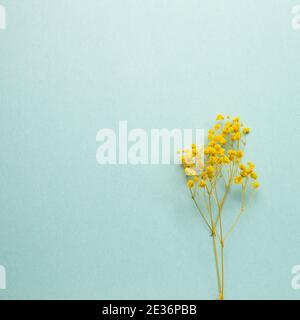 Gelbe Gypsophila trockene Blüten auf mintgrünem Hintergrund. Flach liegend, Draufsicht, Kopierraum Stockfoto