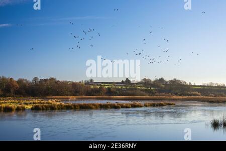 Eurasian Wigeon, Mareca penelope Vögel im Flug über Bowling Green Marsh und River Clyst, Topsham in Devon in England, Europa Stockfoto