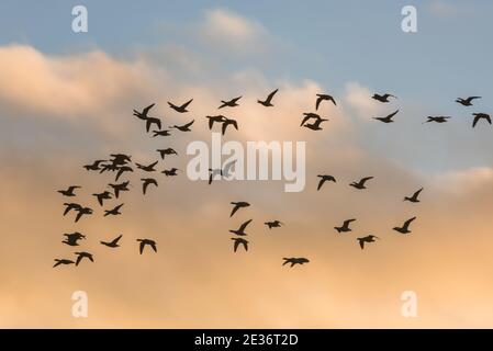 Brent Gänse, Brent Goose, Branta bernicla, Vögel im Flug bei Sonnenaufgang in Devon in England, Europa Stockfoto