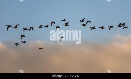 Brent Gänse, Brent Goose, Branta bernicla, Vögel im Flug bei Sonnenaufgang in Devon in England, Europa Stockfoto