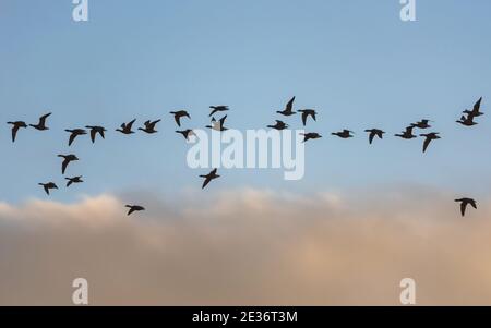 Brent Gänse, Brent Goose, Branta bernicla, Vögel im Flug bei Sonnenaufgang in Devon in England, Europa Stockfoto