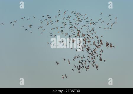 Brent Gänse, Brent Goose, Branta bernicla, Vögel im Flug bei Sonnenaufgang in Devon in England, Europa Stockfoto