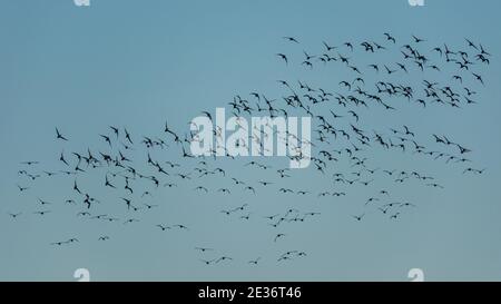 Brent Gänse, Brent Goose, Branta bernicla, Vögel im Flug bei Sonnenaufgang in Devon in England, Europa Stockfoto