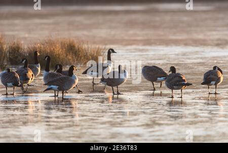 Kanadagänse, Kanadagänse, Branta Canadensis Vögel auf Eis bei Sonnenaufgang. Stockfoto