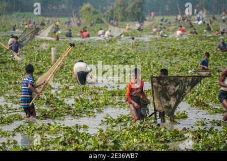 Dhaka, Dhaka, Bangladesch. Januar 2021. Am 17. Januar 2021 fangen Menschen in einem Gewässer in Bishwanath Upazila auf Sylhet mit Polo Bawa, einer traditionellen Falle in Sylhet, Bangladesch. Kredit: Zabed Hasnain Chowdhury/ZUMA Wire/Alamy Live Nachrichten Stockfoto