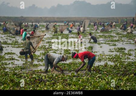 Dhaka, Dhaka, Bangladesch. Januar 2021. Am 17. Januar 2021 fangen Menschen in einem Gewässer in Bishwanath Upazila auf Sylhet mit Polo Bawa, einer traditionellen Falle in Sylhet, Bangladesch. Kredit: Zabed Hasnain Chowdhury/ZUMA Wire/Alamy Live Nachrichten Stockfoto