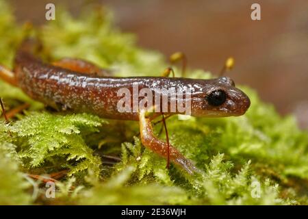 Nahaufnahme einer gemeinsamen Ensatina , oder Ensatina eschschscholtzii oregonensis Stockfoto